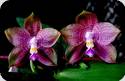 P. Penang Violacea x Mituo Blue Smurfs 6
